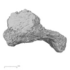 DV55 H. sapiens tibia right distal