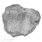 DV55 Homo sapiens tibia right distal distal