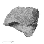 DV55 Homo sapiens tibia right distal lateral