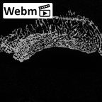 DV55 Homo sapiens tibia right distal ct stack movie
