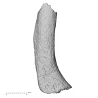 DV64 Homo sapiens tibia anterior