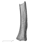 DV64 Homo sapiens tibia medial