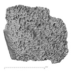 DV14-UNKNOWN Homo sapiens bone fragment view 2