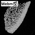DV14-UNKNOWN Homo sapiens bone fragment ct stack movie