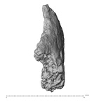 DV14-UNKNOWN Homo sapiens bone fragment view 2
