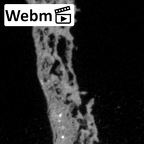 DV14-UNKNOWN Homo sapiens bone fragment ct stack movie