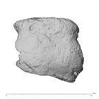 DV14-UNKNOWN Homo sapiens bone fragment inferior