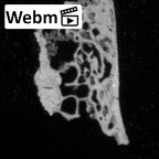 DV14-UNKNOWN Homo sapiens bone fragment ct stack movie