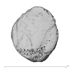 DV15-147 Homo sapiens sesamoid view 1