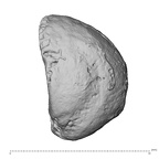 DV15-147 Homo sapiens sesamoid view 2