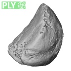 DV15-147 Homo sapiens sesamoid ply