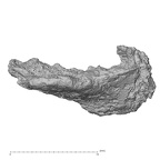 DV16-156 Homo sapiens bone fragment view 3
