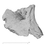 DV16-UNKNOWN Homo sapiens bone fragment view 3