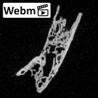 DV16-UNKNOWN Homo sapiens bone fragment ct stack movie