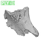 DV16-UNKNOWN Homo sapiens bone fragment ply