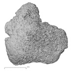 DV19 Homo sapiens bone fragment view 1