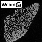 DV19 Homo sapiens bone fragment ct stack movie