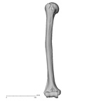 DV13-84 Homo sapiens humerus right anterior