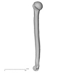 DV13-84 Homo sapiens humerus right medial