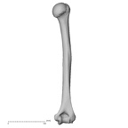 DV13-84 H. sapiens humerus right