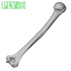 DV13-84 Homo sapiens humerus right ply