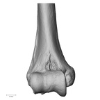 DV13-84 Homo sapiens humerus right distal anterior