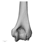 DV13-84 H. sapiens humerus right distal