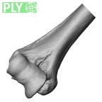 DV13-84 Homo sapiens humerus right distal ply