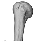 DV13-84 Homo sapiens humerus right proximal anterior