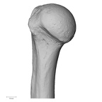 DV13-84 Homo sapiens humerus right proximal medial