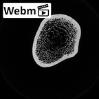DV13-84 Homo sapiens humerus right proximal ct stack movie