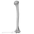 DV13-85 Homo sapiens humerus left anterior