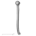 DV13-85 Homo sapiens humerus left medial