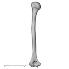 DV13-85 H. sapiens humerus left
