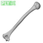 DV13-85 Homo sapiens humerus left ply