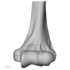 DV13-85 Homo sapiens humerus left distal anterior