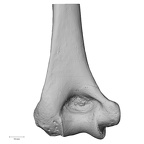 DV13-85 Homo sapiens humerus left distal posterior