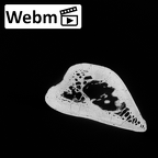 DV13-85 Homo sapiens humerus left distal ct stack movie