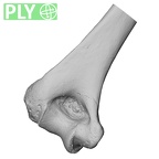 DV13-85 Homo sapiens humerus left distal ply
