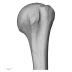 DV13-85 Homo sapiens humerus left anterior