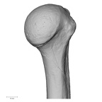 DV13-85 Homo sapiens humerus left medial