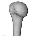 DV13-85 Homo sapiens humerus left posterior
