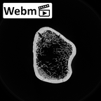 DV13-85 Homo sapiens humerus left proximal ct stack movie