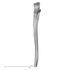 DV13-86 H. sapiens ulna right