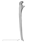 DV13-86 Homo sapiens ulna right lateral