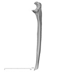 DV13-86 Homo sapiens ulna right medial