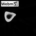 DV13-86 Homo sapiens ulna right ct stack movie