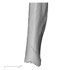 DV13-86 Homo sapiens ulna right distal anterior