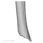 DV13-86 Homo sapiens ulna right distal lateral