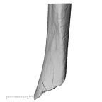 DV13-86 Homo sapiens ulna right distal medial